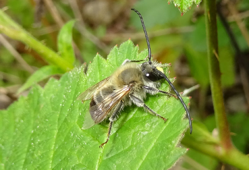 Apidae: Eucera sp., maschio